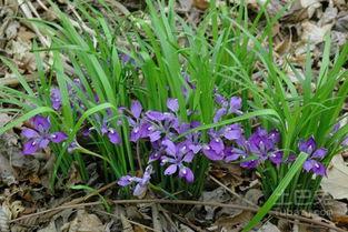 野兰花2,秘境寻踪，传奇再续