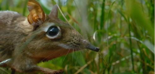 80后妈有外挂动植物都帮我,动植物和谐共生新篇章