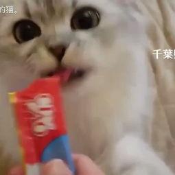 最爱喵星人：我猫威武,威武猫王威震四方